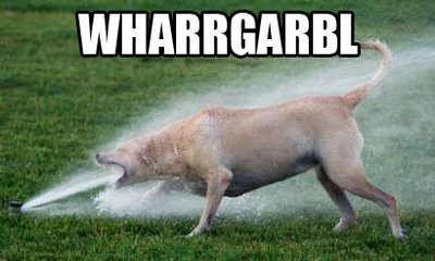 dog drinking from hose